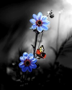 ავტორიზაცია